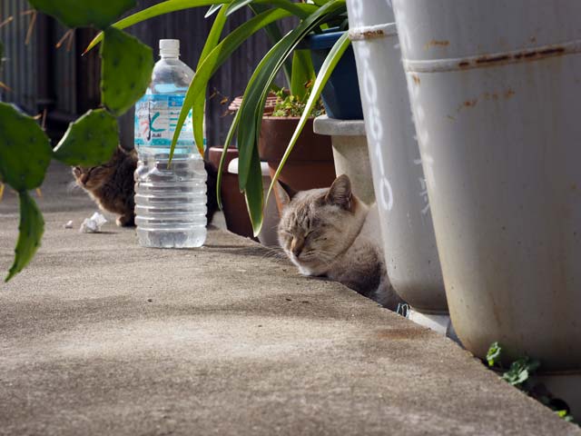 沼島の猫