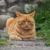 六甲鉢巻公園のネコたち
