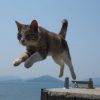 佐柳島の猫（香川のねこ島）