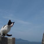 佐柳島の飛び猫、連続写真で撮影方法を解説