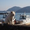 沖島の猫（琵琶湖のねこ島）