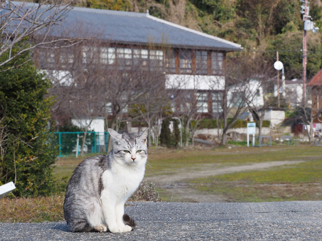 小学校と猫＠沖島