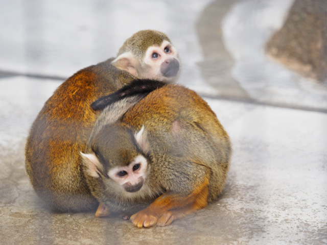 王子動物園の猿の写真