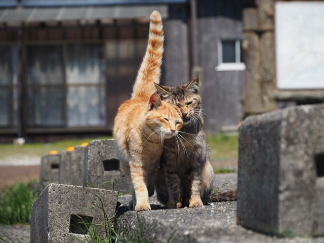 滋賀漁港の仲良し猫