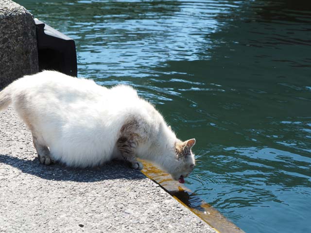 滋賀の漁港、猫