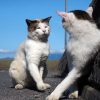 滋賀沖島近くの笑う猫の恋