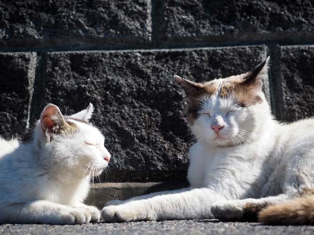 笑う猫の恋in琵琶湖