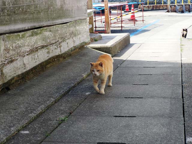 青島で猫とすれ違う