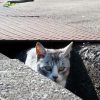 久しぶりの沖島と笑う猫
