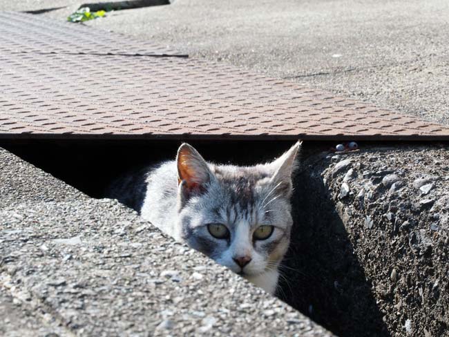 沖島の猫
