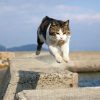 佐柳島の飛び猫に３度目の挑戦