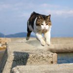 佐柳島の飛び猫に３度目の挑戦