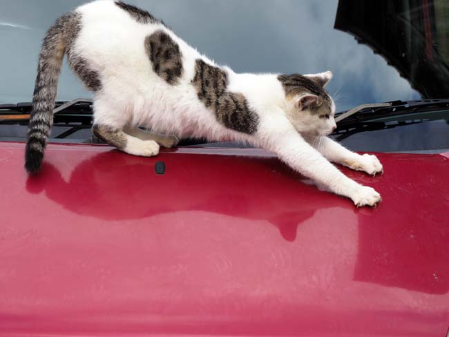 佐柳島、車で遊ぶ猫