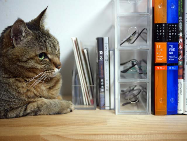 本棚に猫