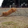 滋賀で元気に遊ぶ猫写真