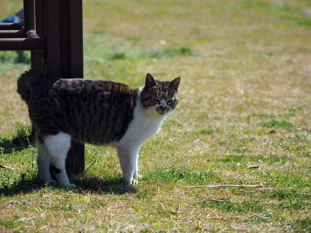 真鍋公園の猫