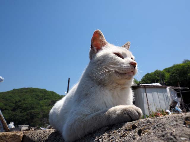 真鍋島の猫たちに会いたい