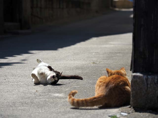 真鍋島の猫たちに会いたい