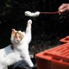 遊ぶ猫写真７連発in京都