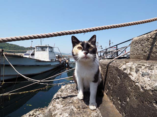真鍋島、船と猫