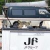 真鍋島の猫たちに会いたい