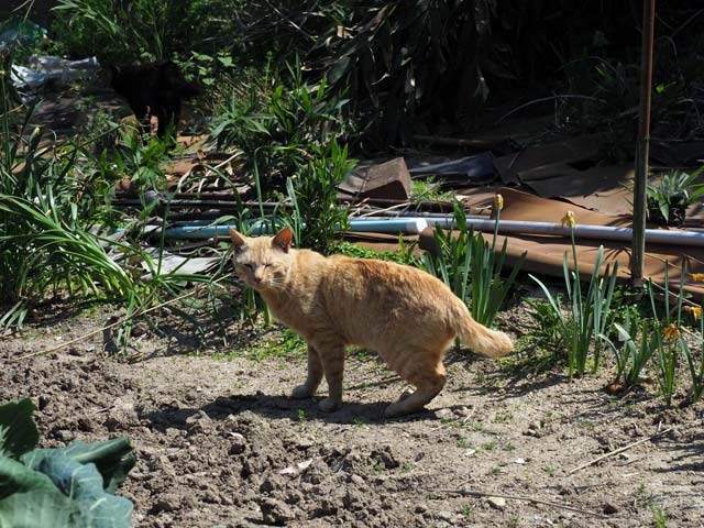 真鍋、畑の中の猫