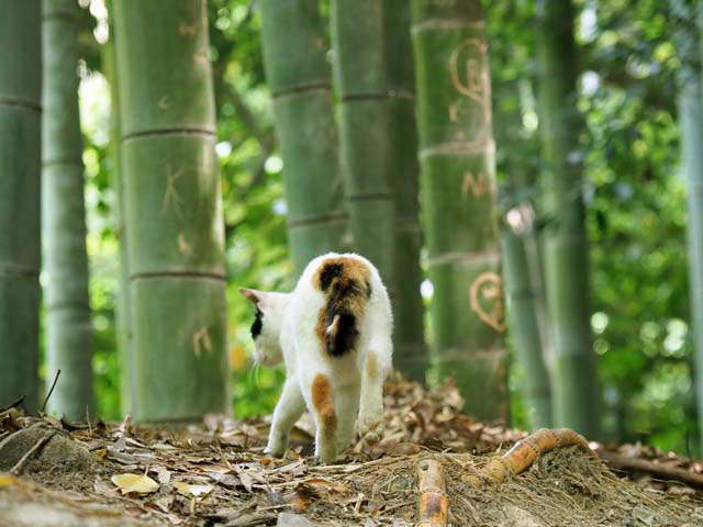 竹林の猫