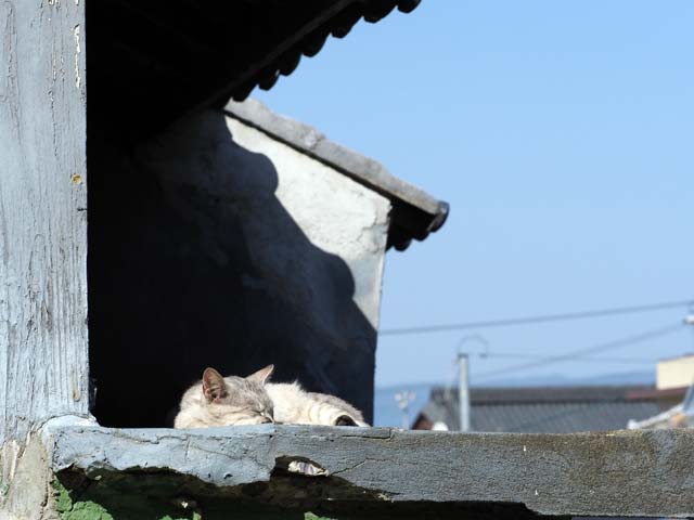 祝島、屋根の上の猫