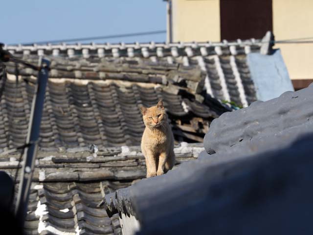 祝島、屋根の猫
