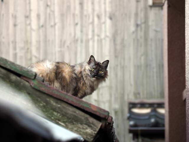 祝島、屋根の猫