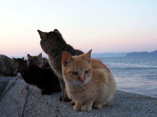 祝島、防波堤の猫