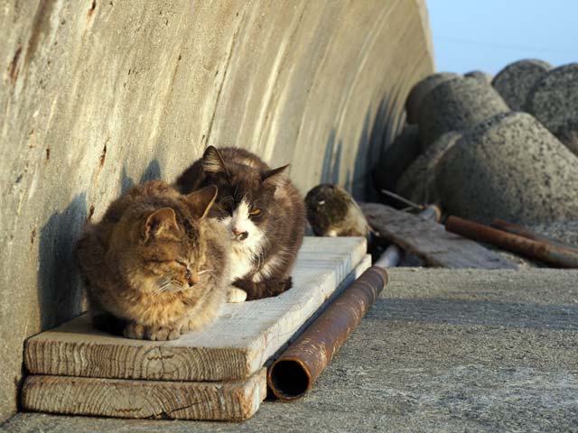 祝島、海辺の猫
