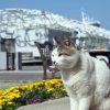 猫島・男木島の2019年猫密度チェック