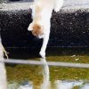 漁港の猫たちの日常