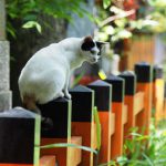 京都の猫