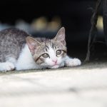 真鍋島の子猫