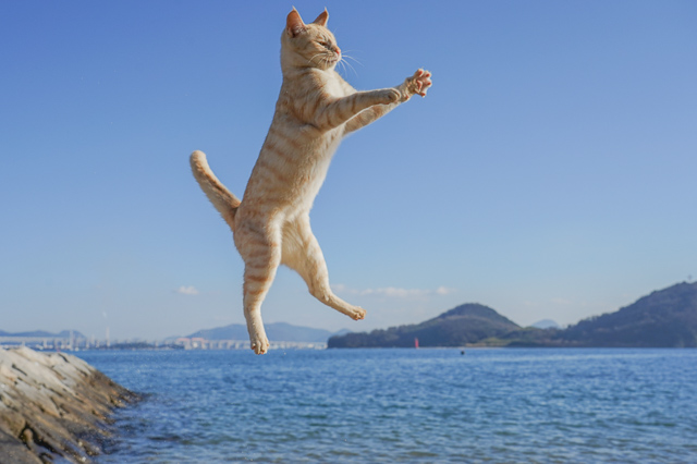 本島の子猫のジャンプ