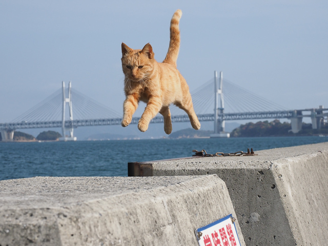 本島、飛び猫