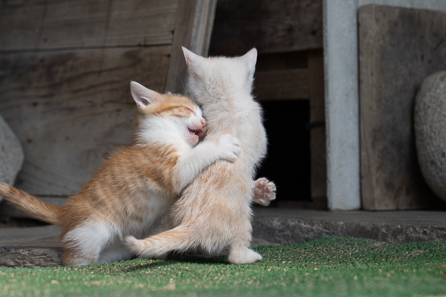 抱きつく猫を撮る